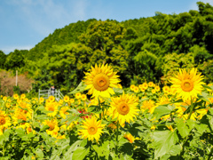 山田ひまわり園