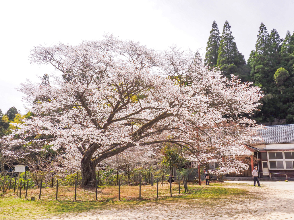 脊振小分校跡の山桜