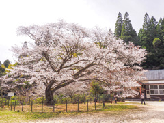 脊振小分校跡の山桜