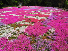 芝桜