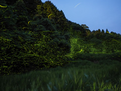祇園川の蛍