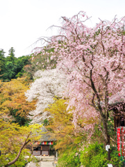 長谷寺