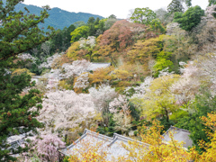 長谷寺