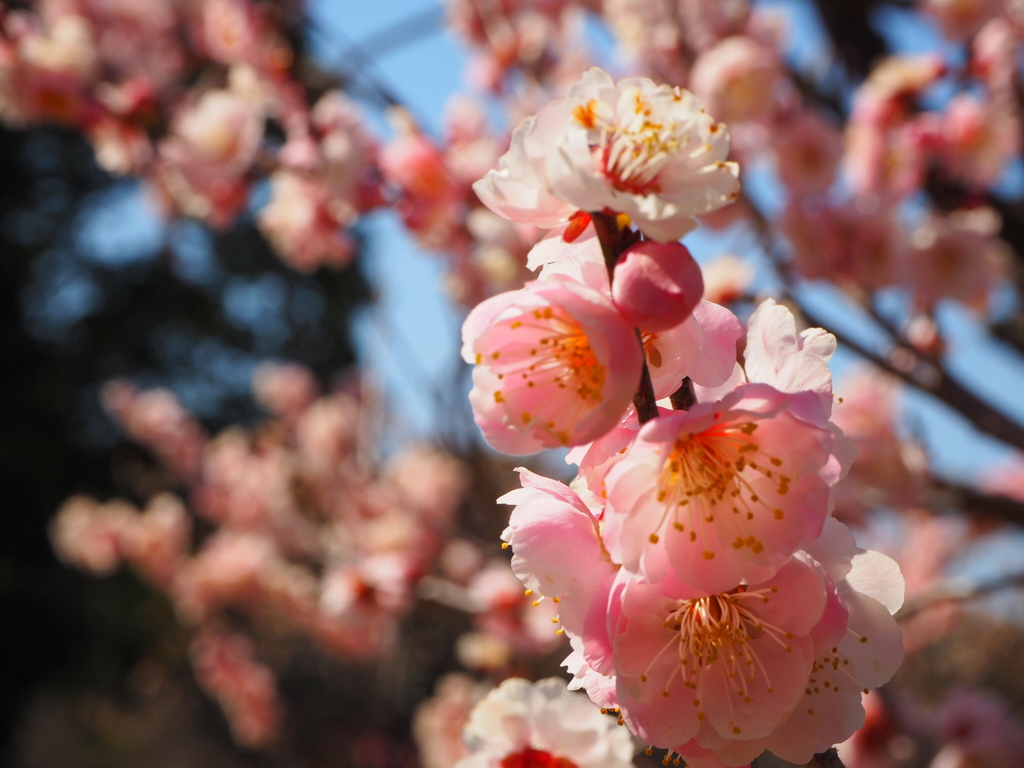蓮華院誕生寺奥の院
