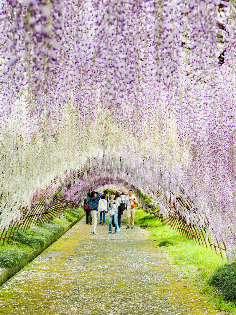 河内藤園