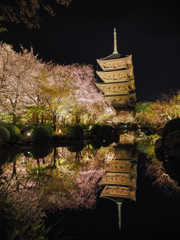 東寺ライトアップ