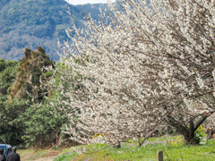 牛尾梅林