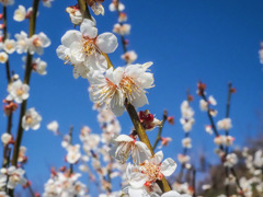 谷川梅林