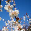 谷川梅林