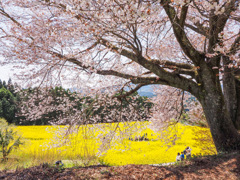 馬場の山桜