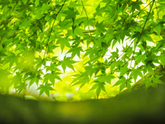 新緑