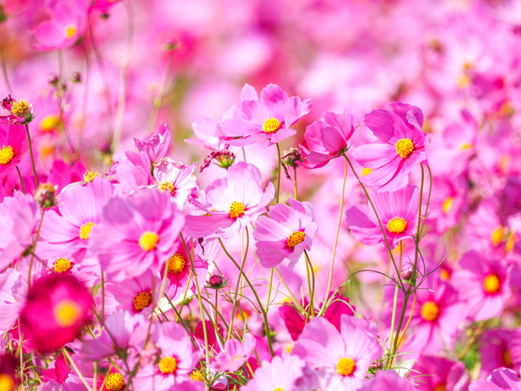 秋桜