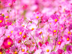 秋桜