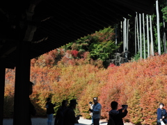 呑山観音寺のドウダンツツジ