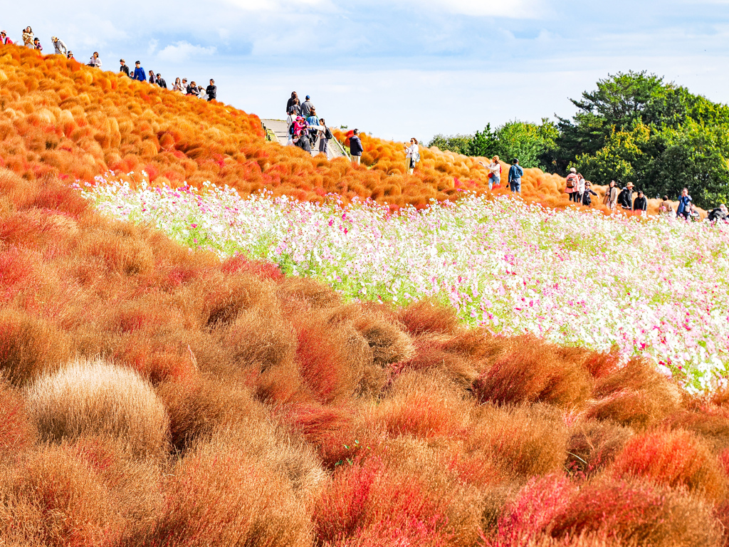 ひたちなか海浜公園