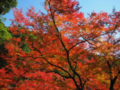 別格本山大興善寺