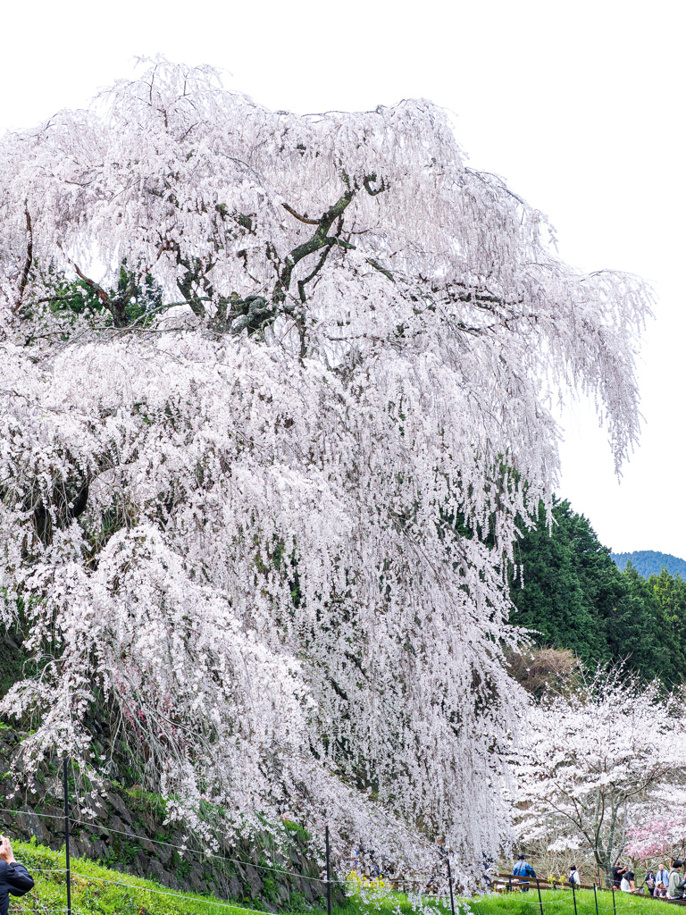 又兵衛桜
