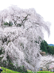 又兵衛桜
