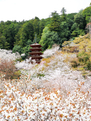 長谷寺