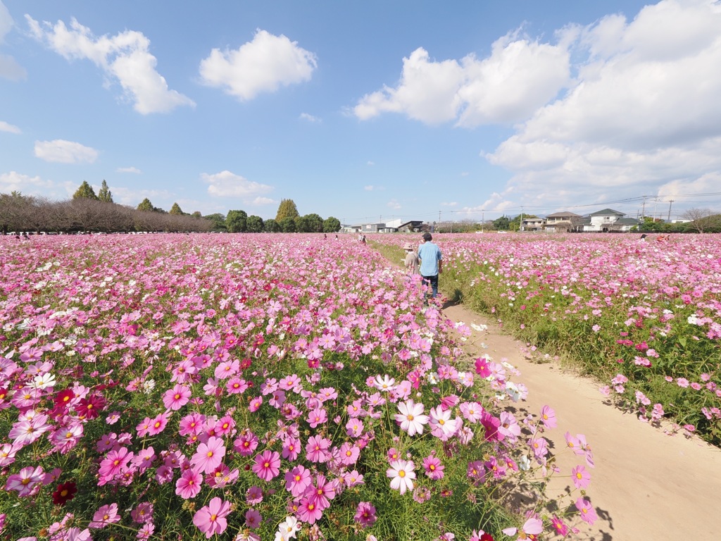 キリン花園