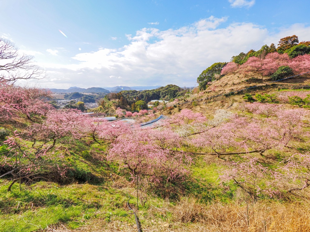 私有地の梅園