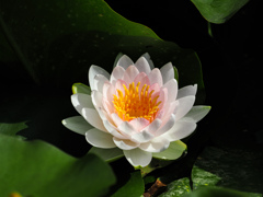睡蓮