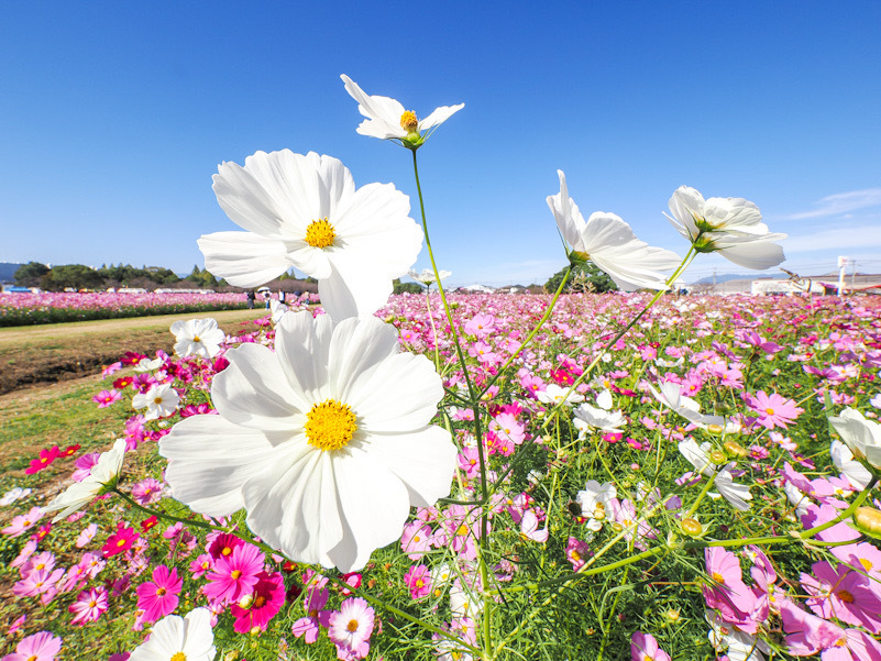 キリン花園