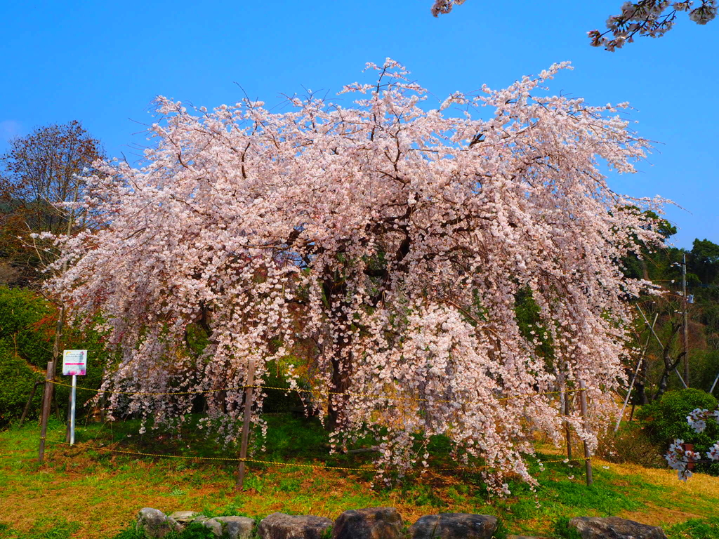 枝垂れ桜