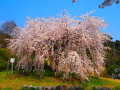 枝垂れ桜