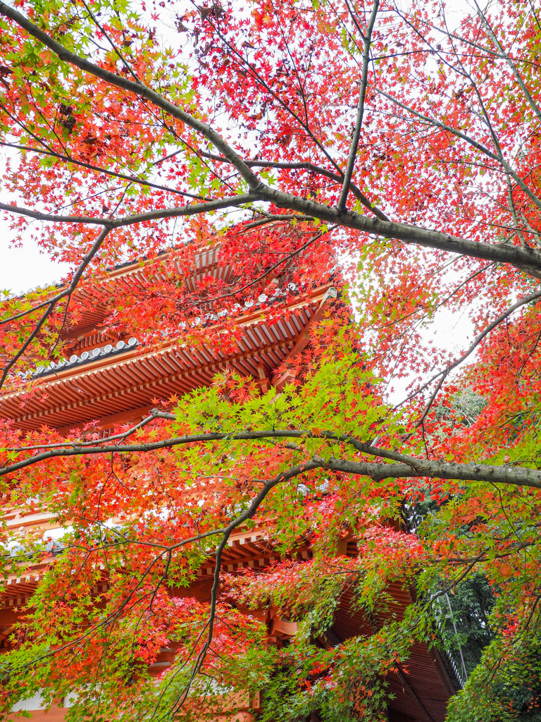 清水寺本坊庭園
