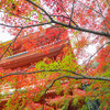 清水寺本坊庭園