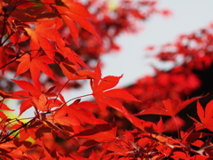 深緑の中に赤紅葉