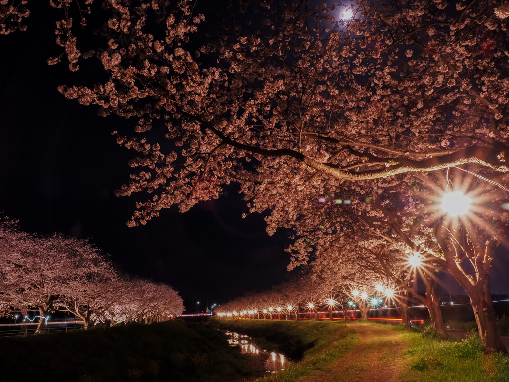 草場川の桜並木ライトアップ