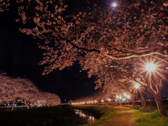 草場川の桜並木ライトアップ