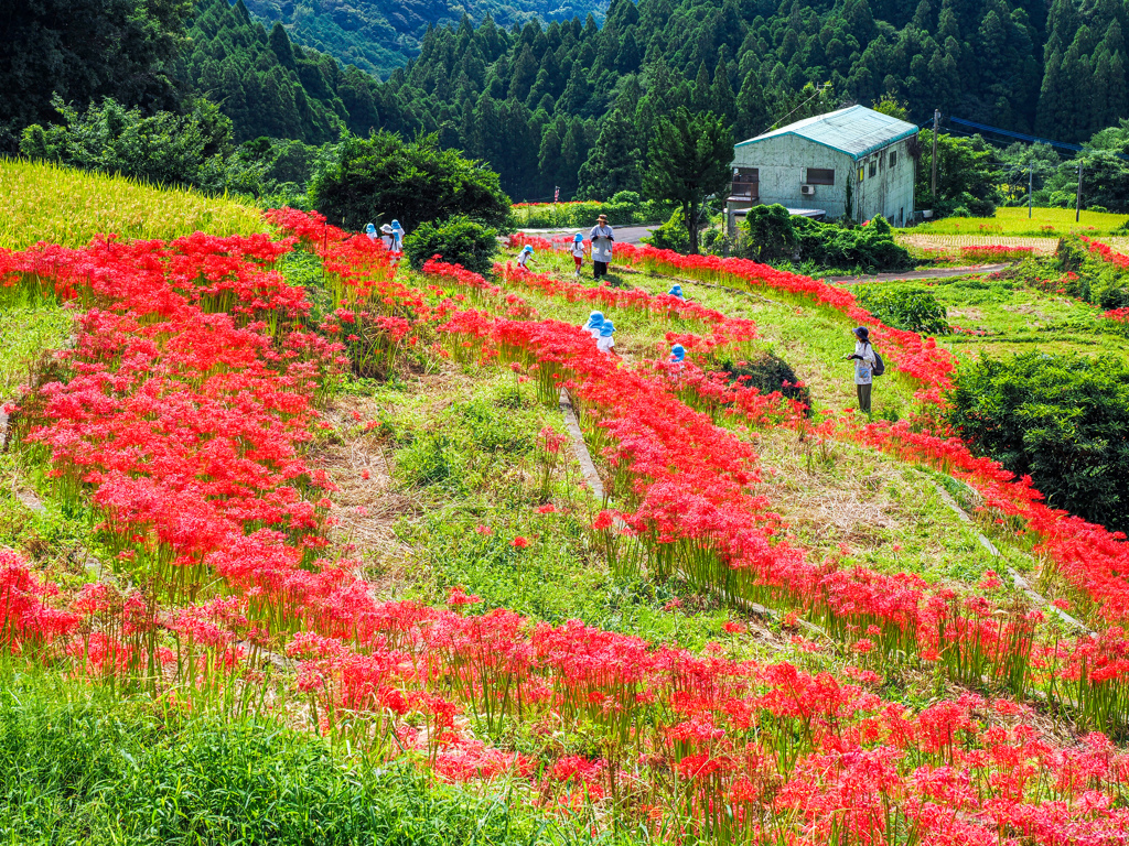 江里山棚田
