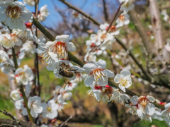 谷川梅林