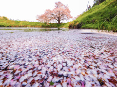 浅井の一本桜