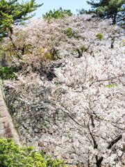 久留米城跡