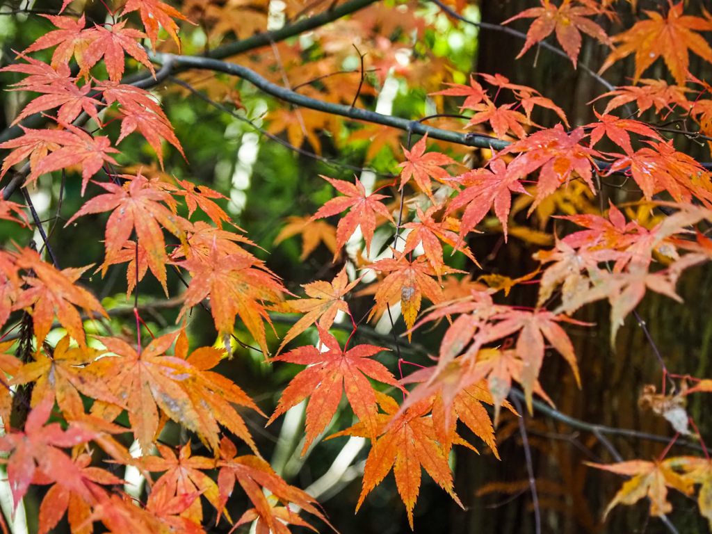 環境芸術の森