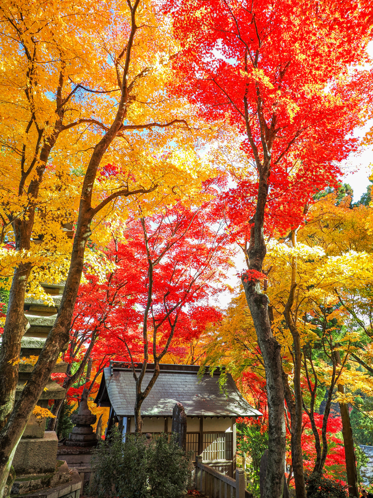 楊谷寺