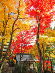 楊谷寺