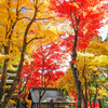 楊谷寺
