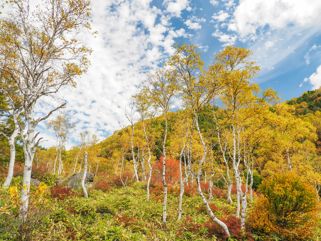 志賀高原　田ノ原湿原