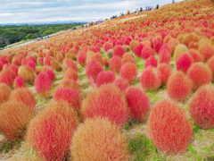 ひたちなか海浜公園