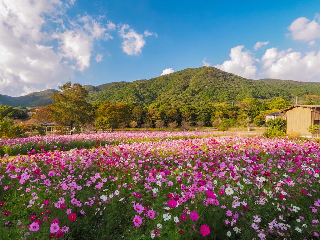 金立コスモス園