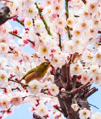普光寺の飛梅