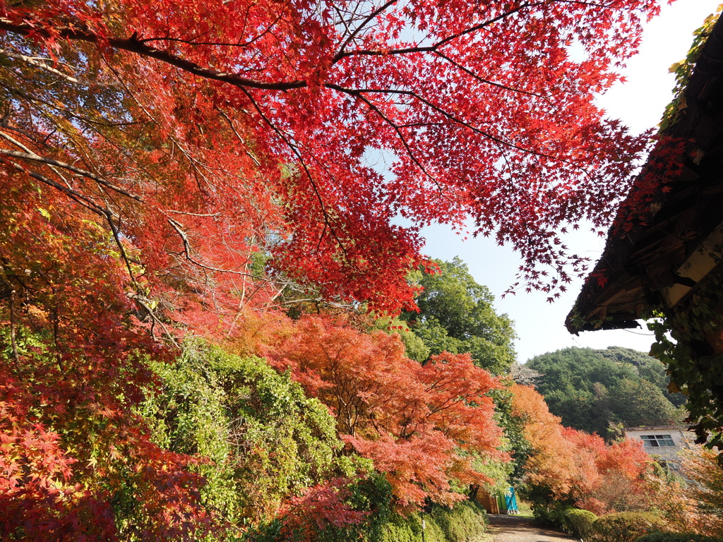 御船山楽園