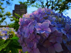 紫陽花