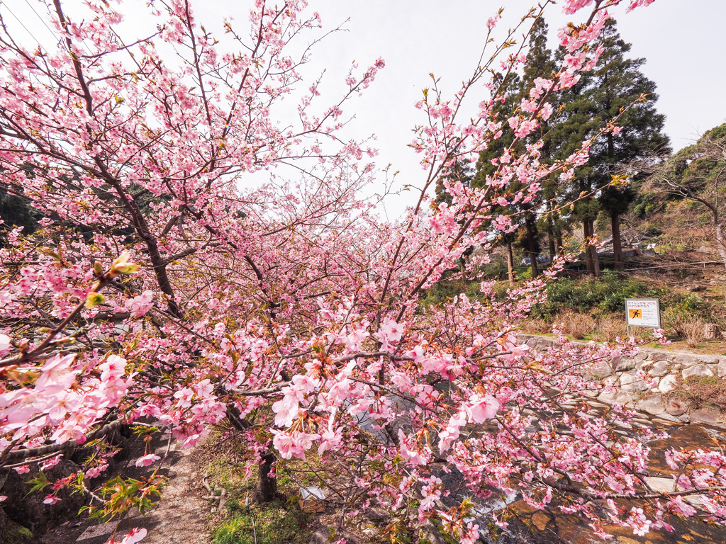 河津桜