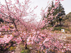 河津桜
